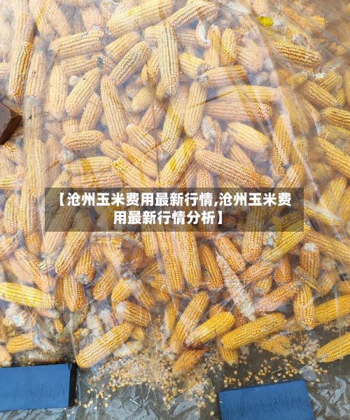 【沧州玉米费用最新行情,沧州玉米费用最新行情分析】