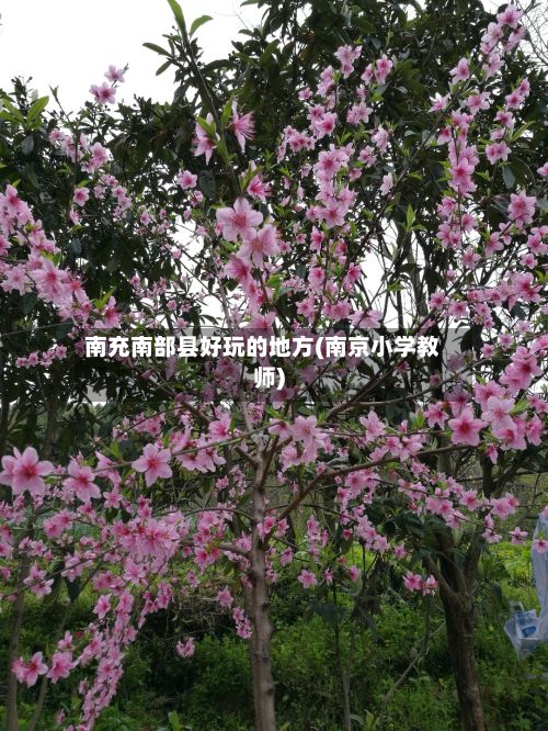 南充南部县好玩的地方(南京小学教师)