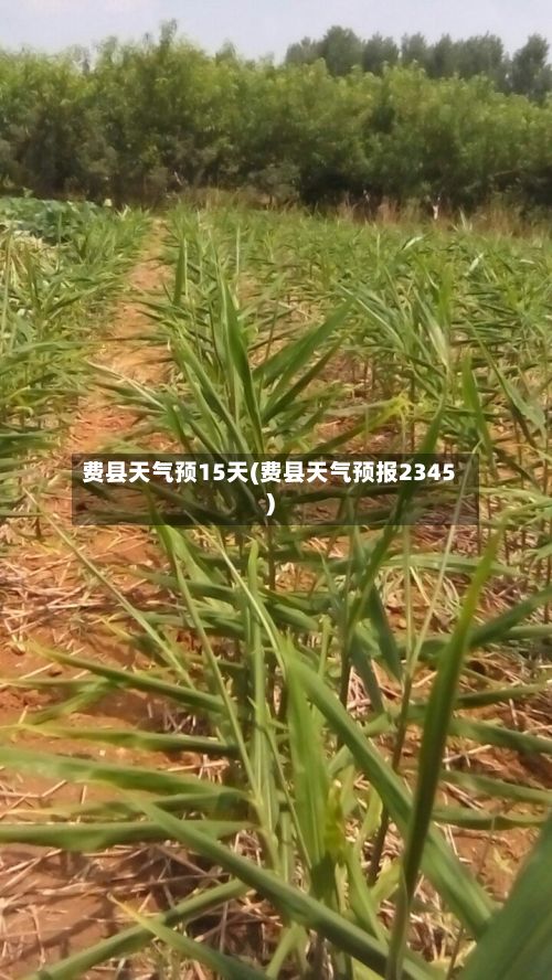 费县天气预15天(费县天气预报2345)