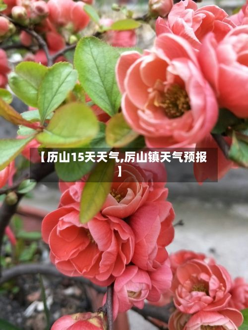 【历山15天天气,厉山镇天气预报】