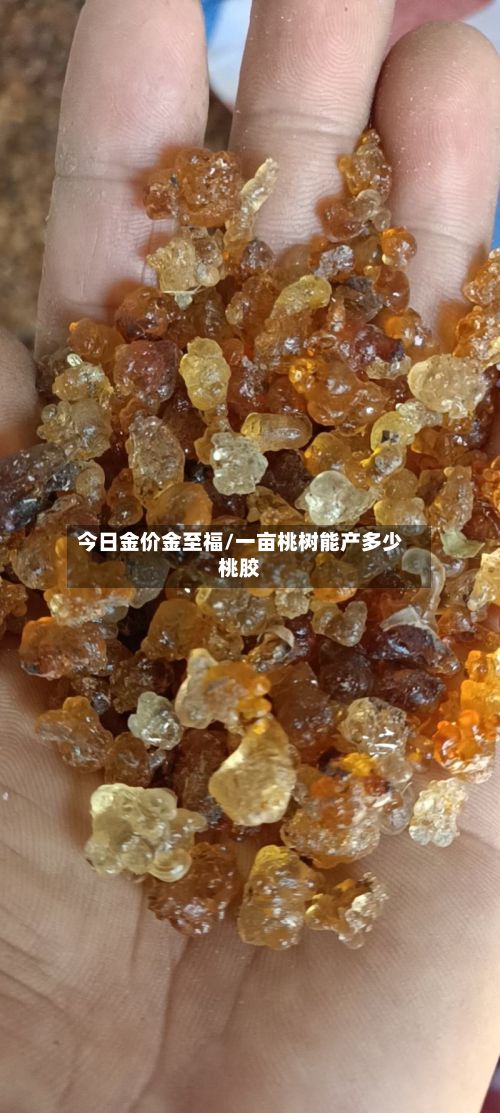 今日金价金至福/一亩桃树能产多少桃胶