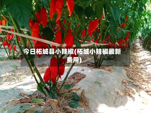 今日柘城县小辣椒(柘城小辣椒最新费用)-第2张图片