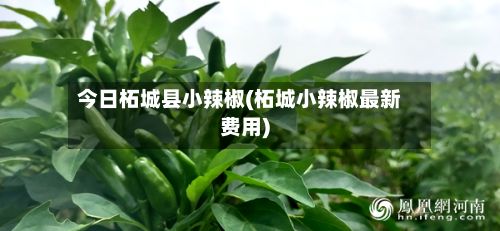 今日柘城县小辣椒(柘城小辣椒最新费用)