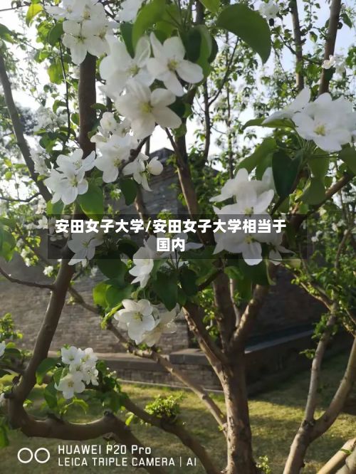 安田女子大学/安田女子大学相当于国内