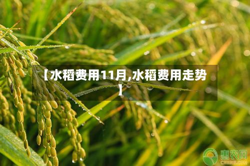 【水稻费用11月,水稻费用走势】