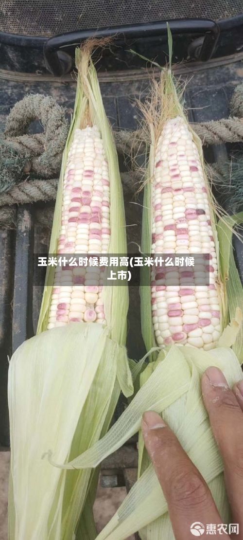 玉米什么时候费用高(玉米什么时候上市)