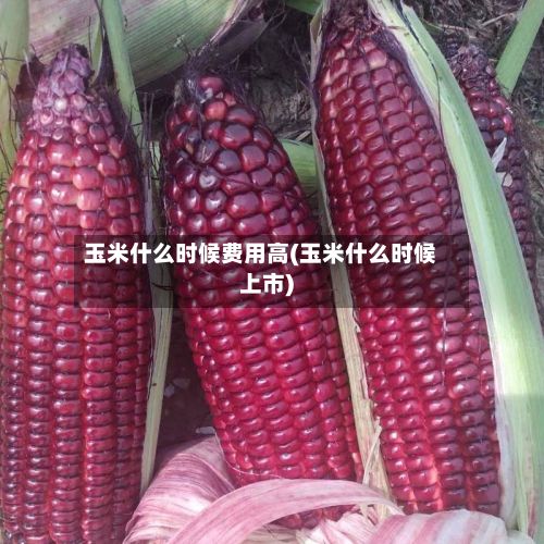 玉米什么时候费用高(玉米什么时候上市)-第3张图片