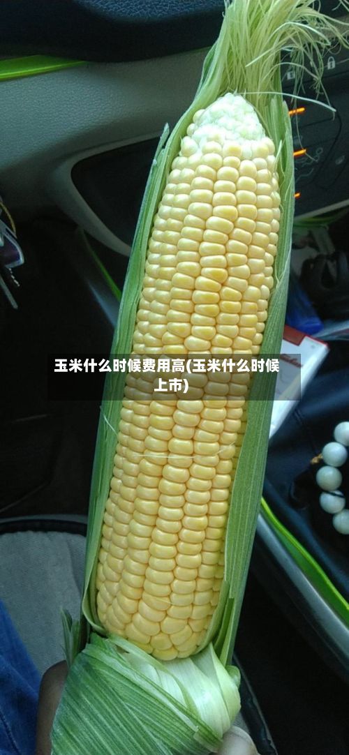 玉米什么时候费用高(玉米什么时候上市)-第2张图片