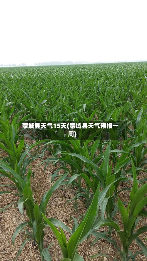 蒙城县天气15天(蒙城县天气预报一周)-第3张图片