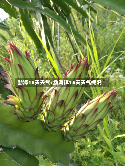 勐海15天天气/勐海镇15天天气概况-第3张图片