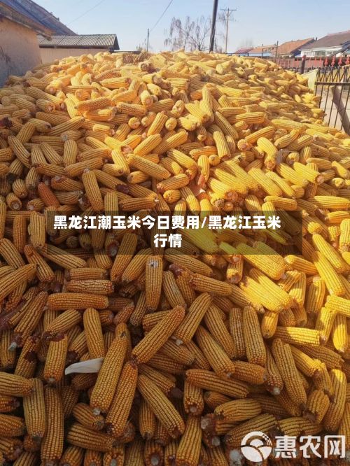 黑龙江潮玉米今日费用/黑龙江玉米行情-第2张图片