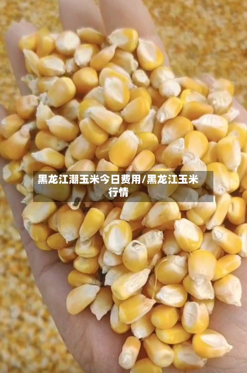 黑龙江潮玉米今日费用/黑龙江玉米行情