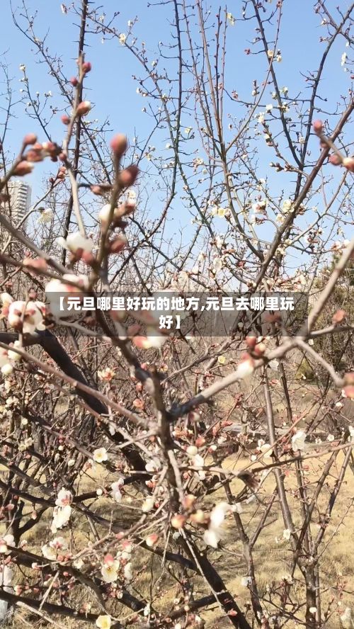 【元旦哪里好玩的地方,元旦去哪里玩好】-第2张图片