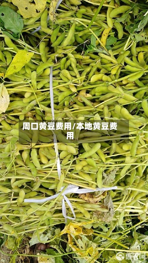 周口黄豆费用/本地黄豆费用-第2张图片