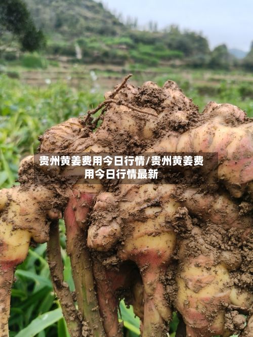 贵州黄姜费用今日行情/贵州黄姜费用今日行情最新