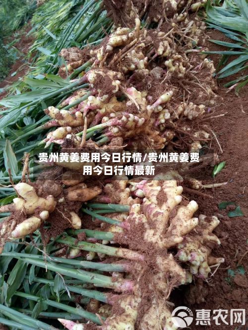贵州黄姜费用今日行情/贵州黄姜费用今日行情最新-第2张图片