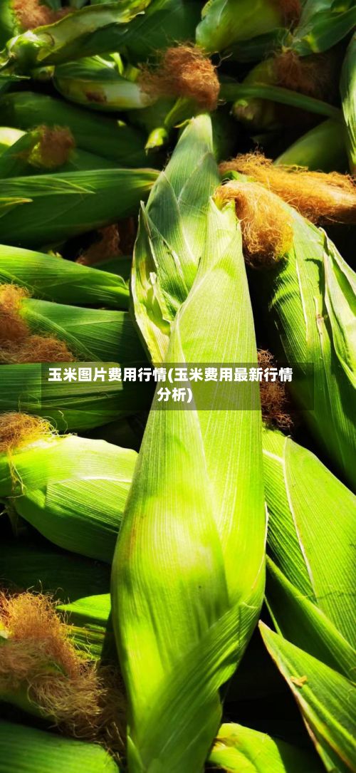 玉米图片费用行情(玉米费用最新行情分析)