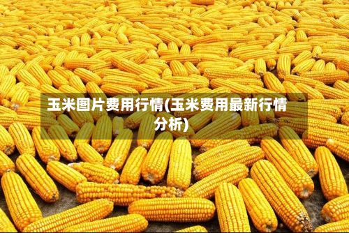 玉米图片费用行情(玉米费用最新行情分析)-第2张图片