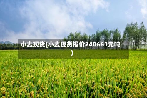 小麦现货(小麦现货报价240661元吨)