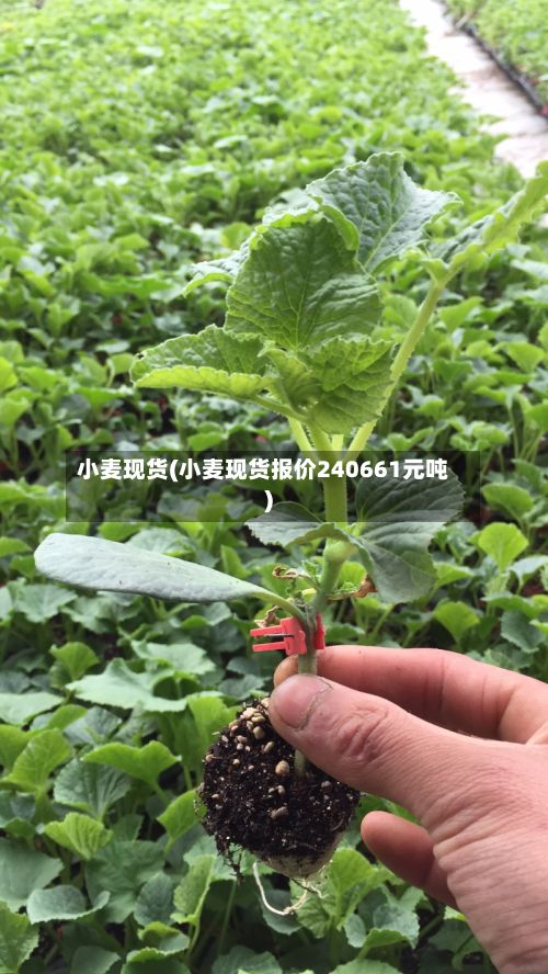 小麦现货(小麦现货报价240661元吨)-第2张图片