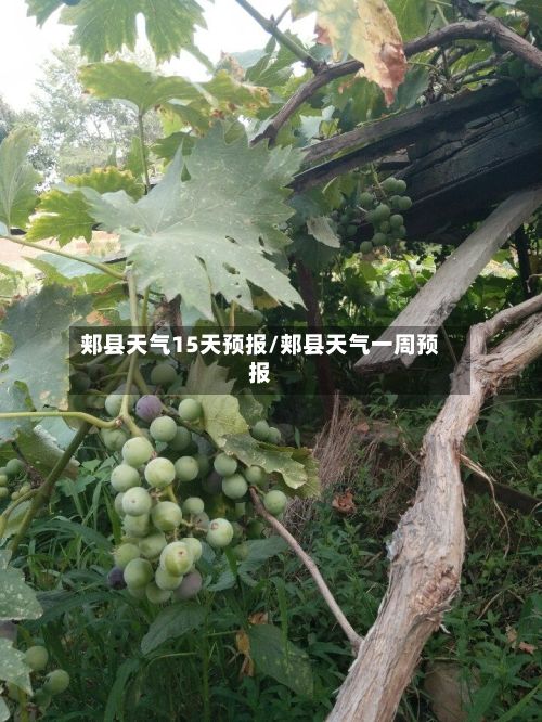 郏县天气15天预报/郏县天气一周预报