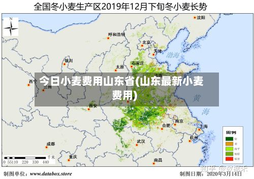 今日小麦费用山东省(山东最新小麦费用)