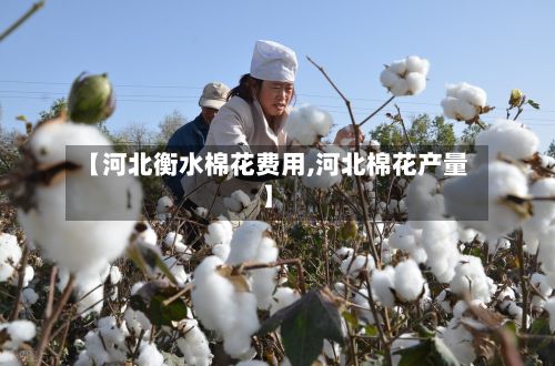 【河北衡水棉花费用,河北棉花产量】-第2张图片