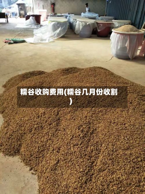 糯谷收购费用(糯谷几月份收割)-第2张图片
