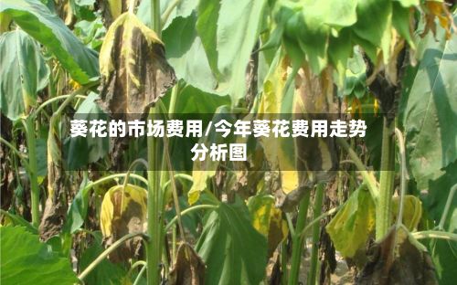 葵花的市场费用/今年葵花费用走势分析图-第3张图片