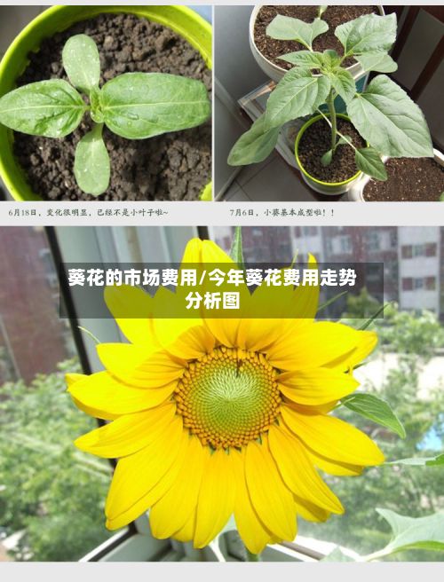 葵花的市场费用/今年葵花费用走势分析图-第2张图片
