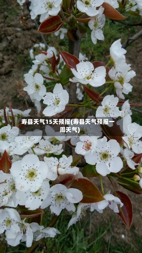 寿县天气15天预报(寿县天气预报一周天气)-第2张图片