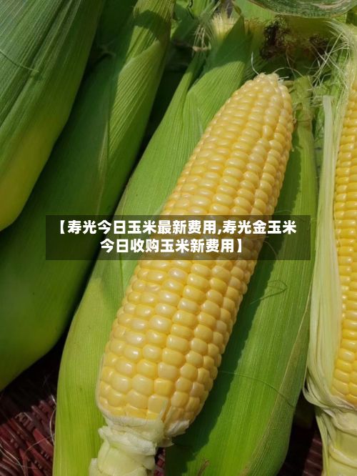 【寿光今日玉米最新费用,寿光金玉米今日收购玉米新费用】-第2张图片