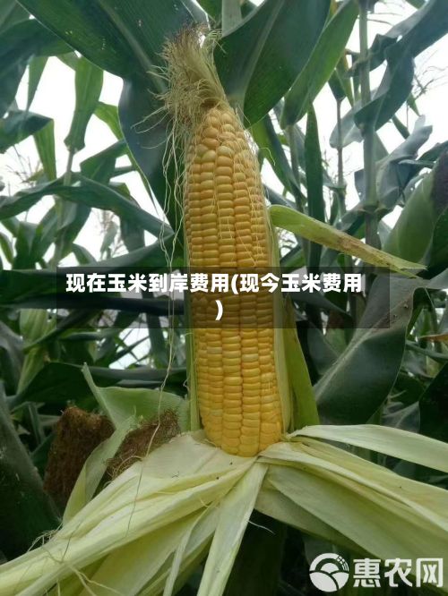 现在玉米到岸费用(现今玉米费用)