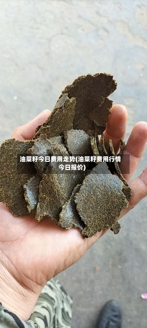 油菜籽今日费用走势(油菜籽费用行情今日报价)-第2张图片
