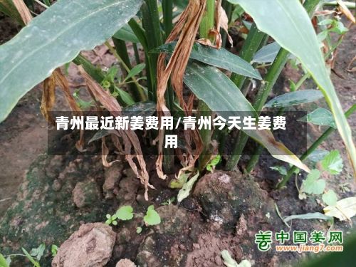 青州最近新姜费用/青州今天生姜费用