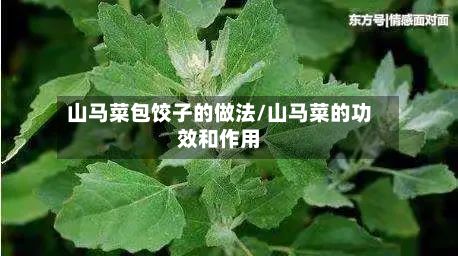 山马菜包饺子的做法/山马菜的功效和作用-第2张图片