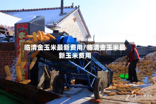 临清金玉米最新费用/临清金玉米最新玉米费用-第2张图片