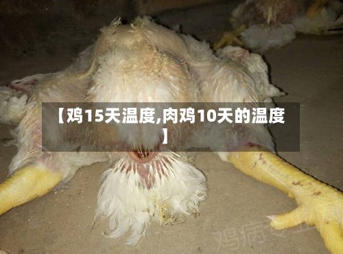 【鸡15天温度,肉鸡10天的温度】-第2张图片