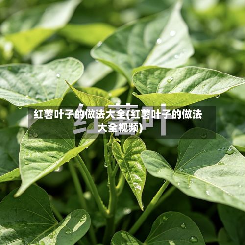 红薯叶子的做法大全(红薯叶子的做法大全视频)-第3张图片