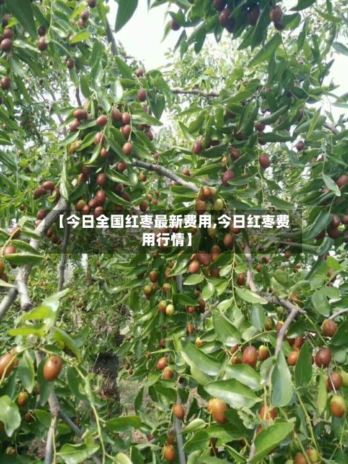【今日全国红枣最新费用,今日红枣费用行情】