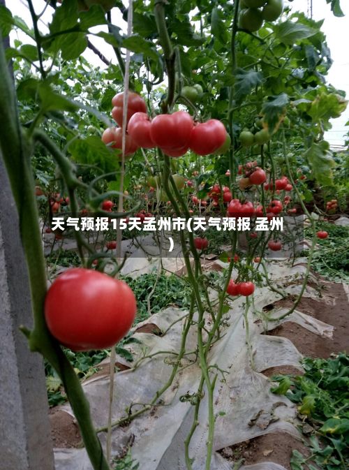 天气预报15天孟州市(天气预报 孟州)