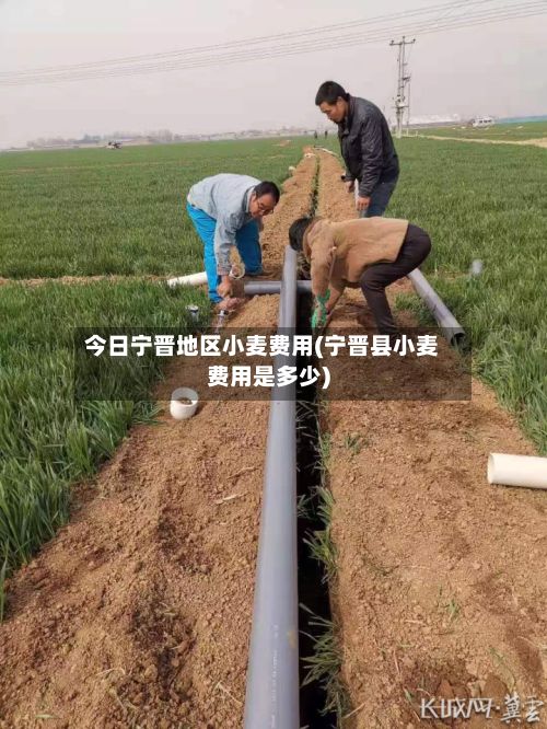 今日宁晋地区小麦费用(宁晋县小麦费用是多少)