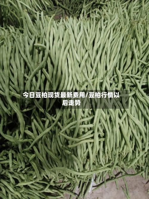 今日豆柏现货最新费用/豆柏行情以后走势-第3张图片