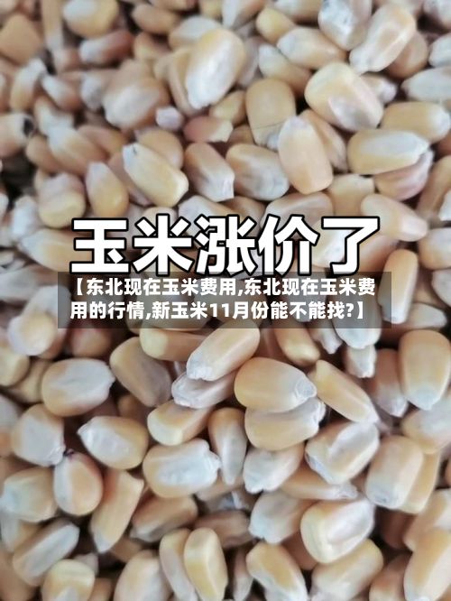 【东北现在玉米费用,东北现在玉米费用的行情,新玉米11月份能不能找?】