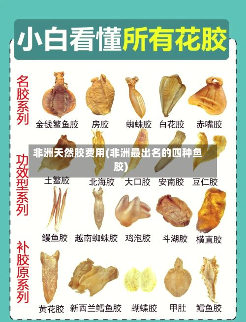 非洲天然胶费用(非洲最出名的四种鱼胶)