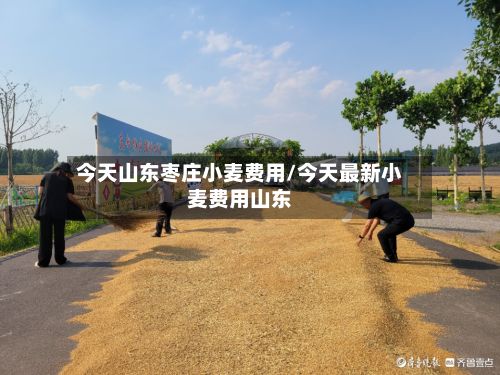 今天山东枣庄小麦费用/今天最新小麦费用山东-第2张图片
