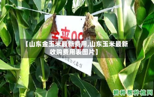 【山东金玉米最新费用,山东玉米最新收购费用表图片】-第3张图片