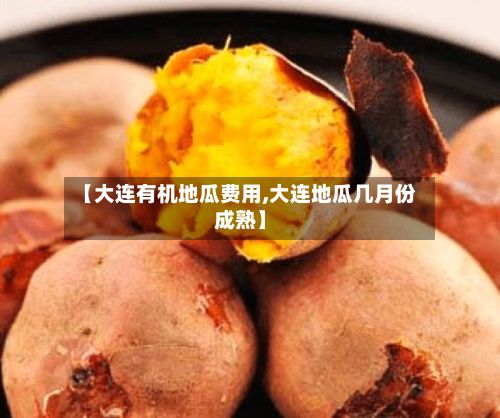 【大连有机地瓜费用,大连地瓜几月份成熟】
