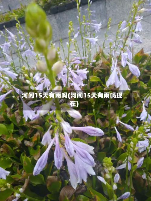 河间15天有雨吗(河间15天有雨吗现在)-第2张图片