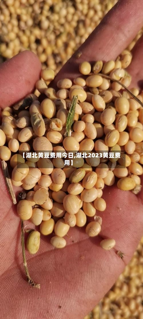 【湖北黄豆费用今日,湖北2023黄豆费用】-第2张图片